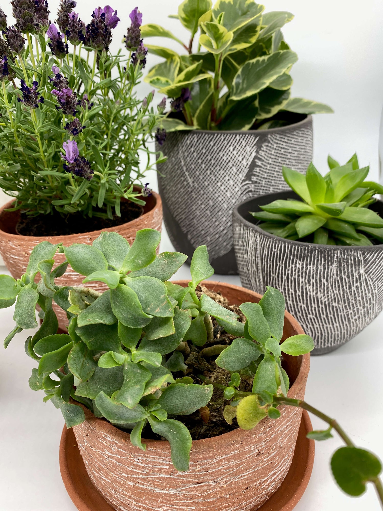 A group of black and terracotta ceramic planters