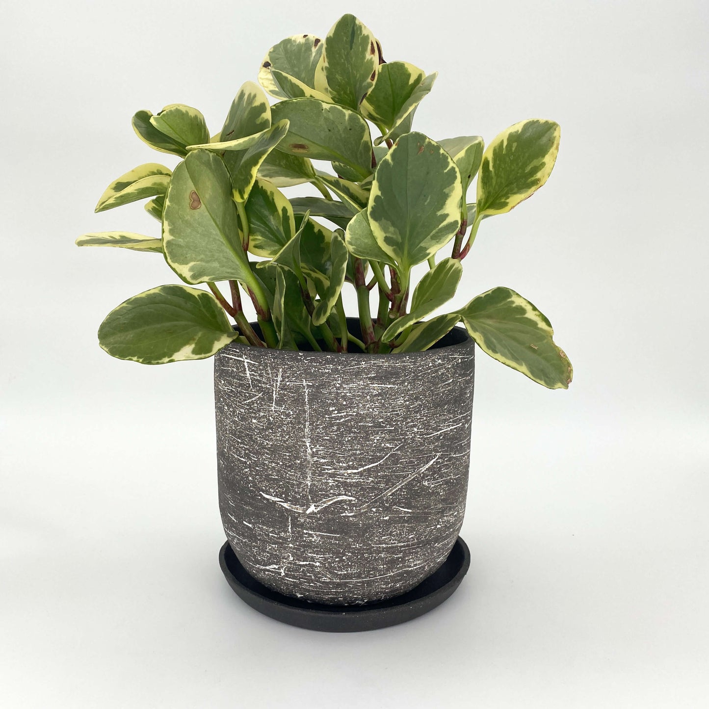 The Belle Planter