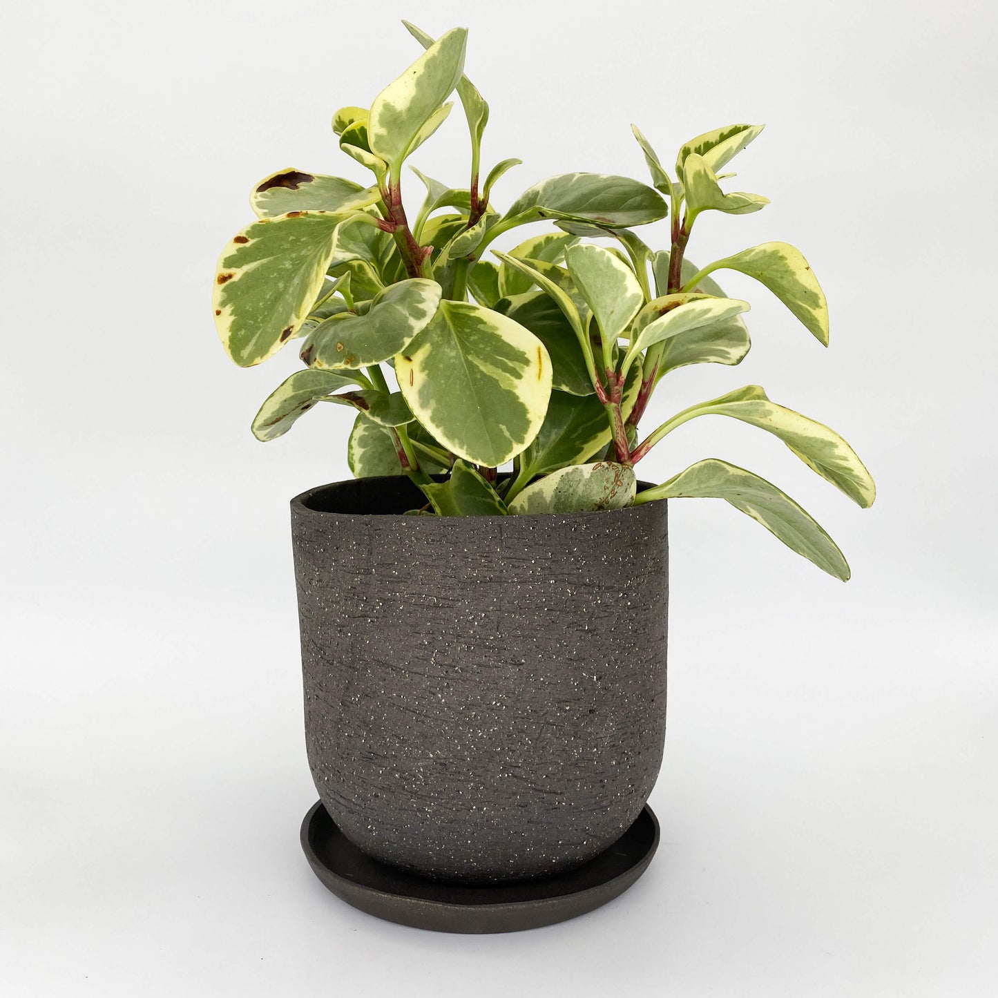 The Belle Planter