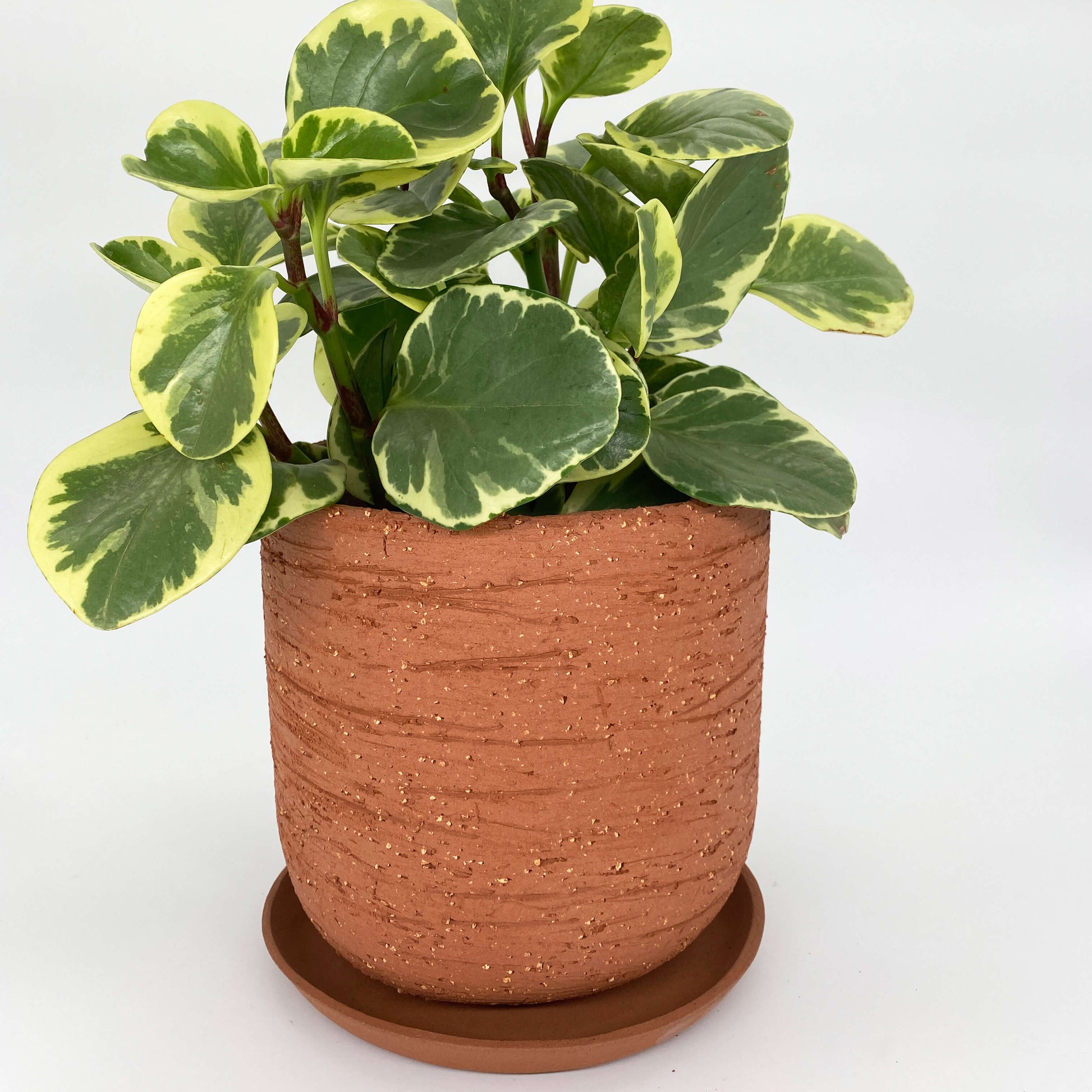 Terracotta ceramic planter