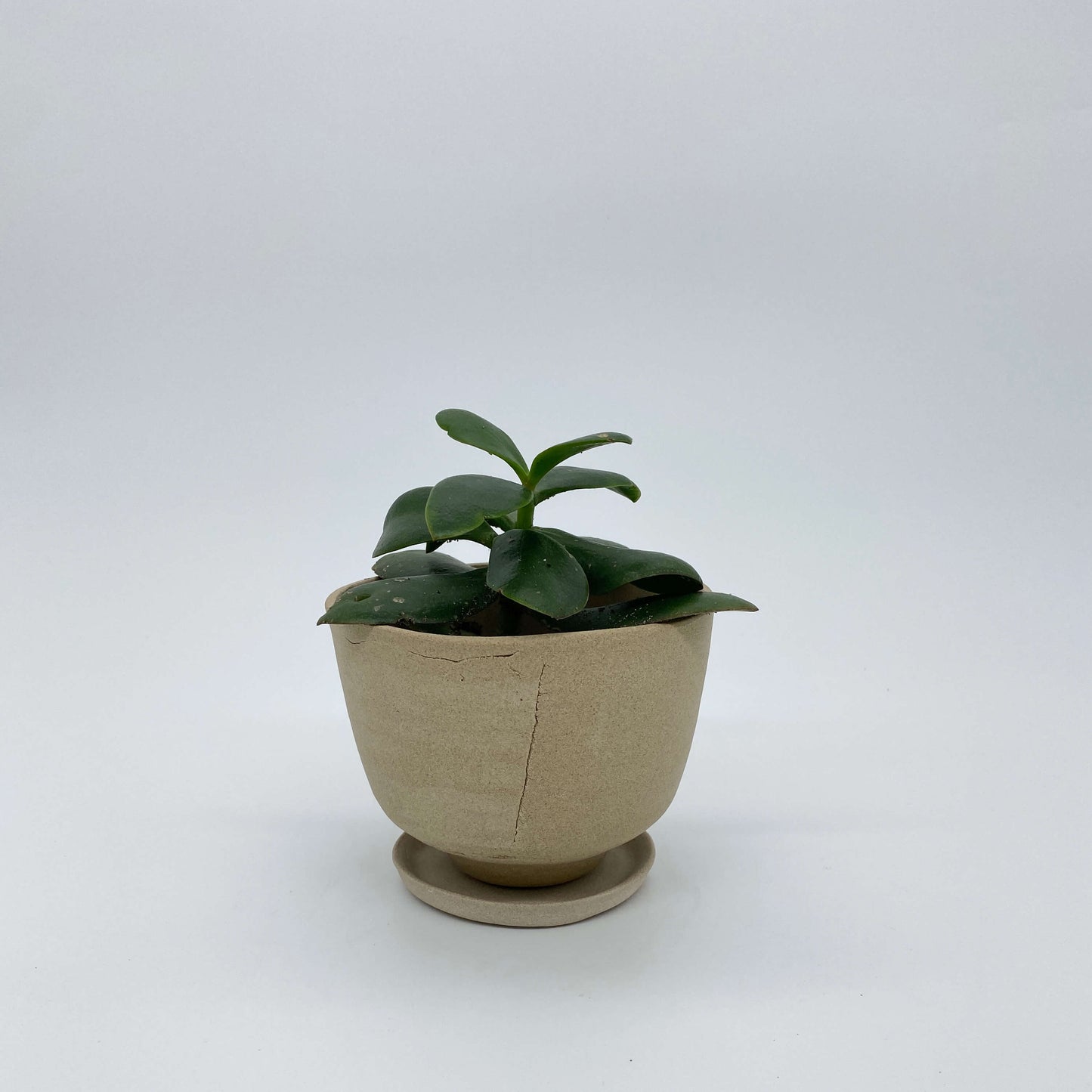 Biscuit coloured ceramic planter