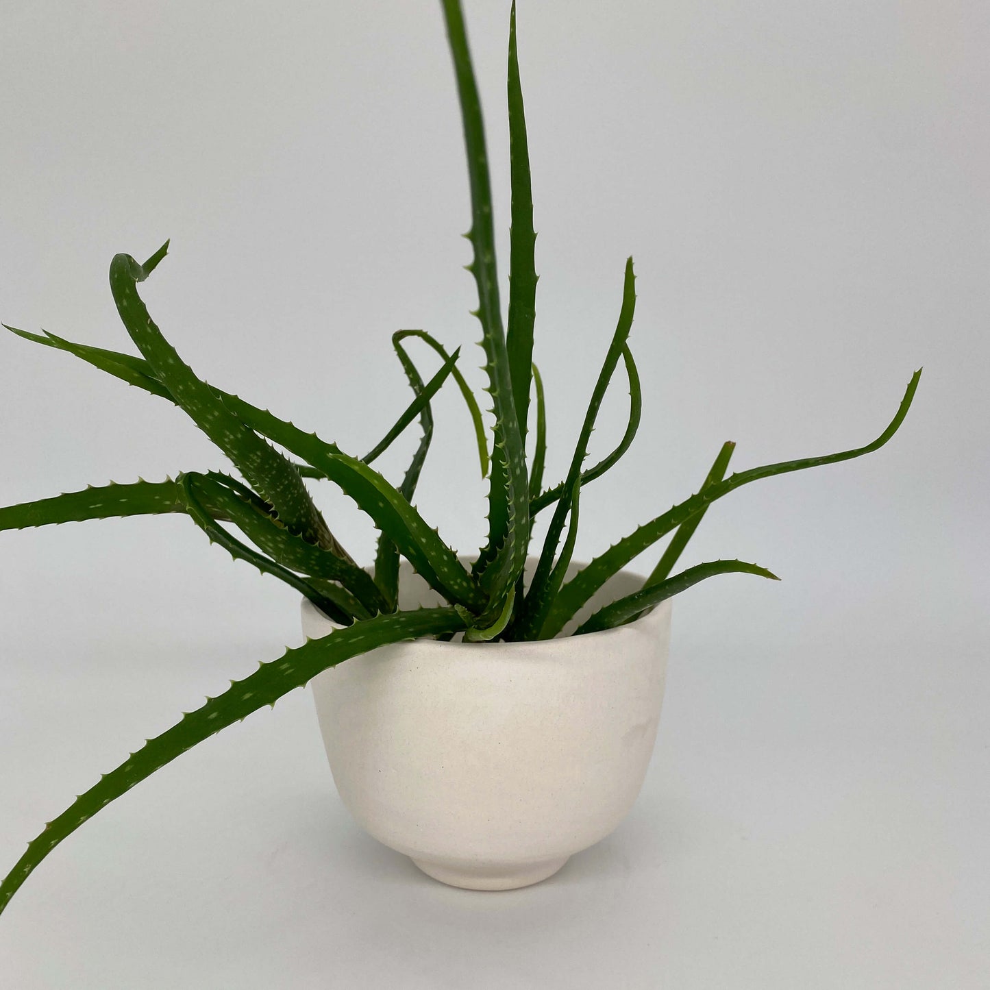 Sand coloured ceramic planter