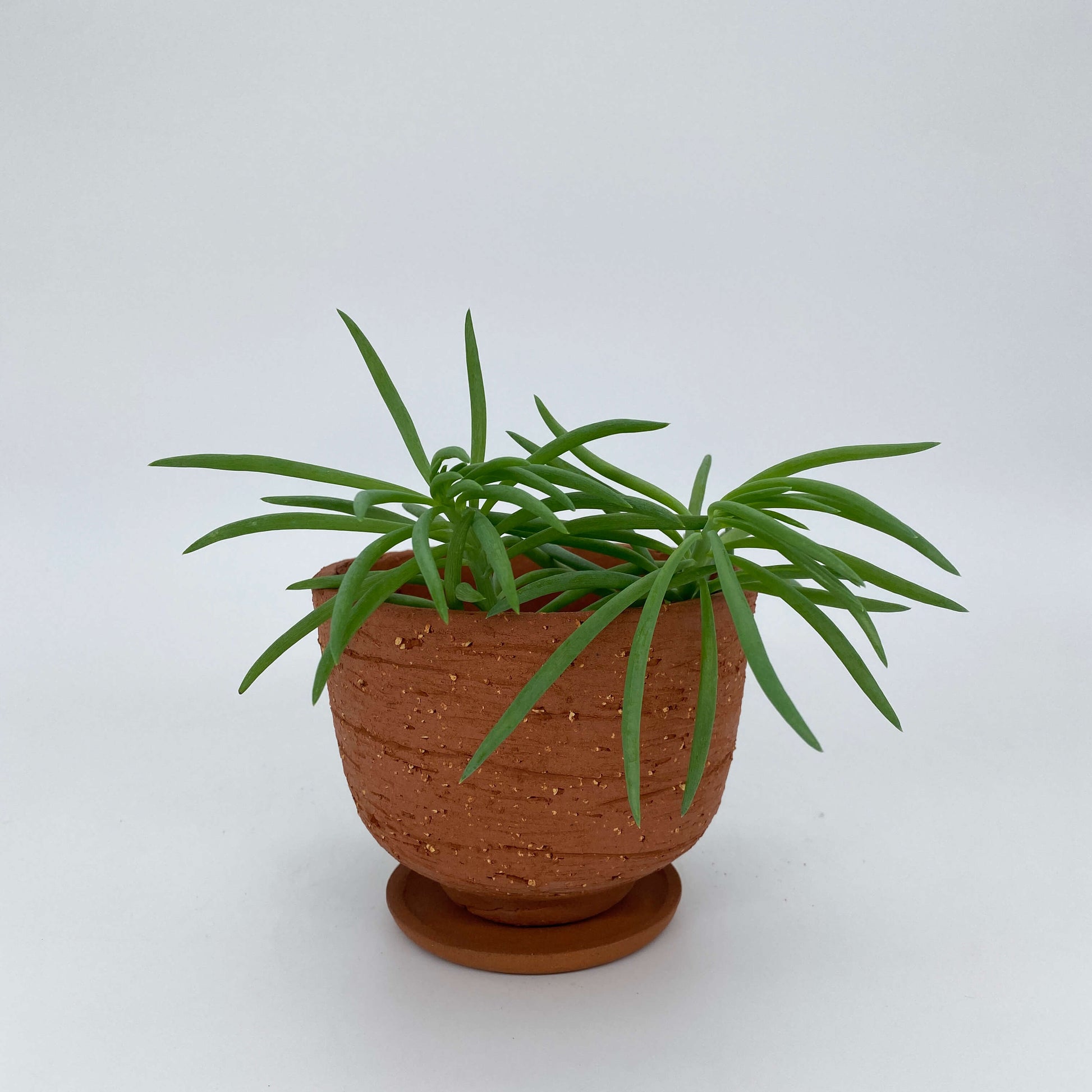 Terracotta ceramic planter