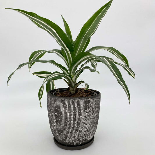 Black ceramic planter with white texture