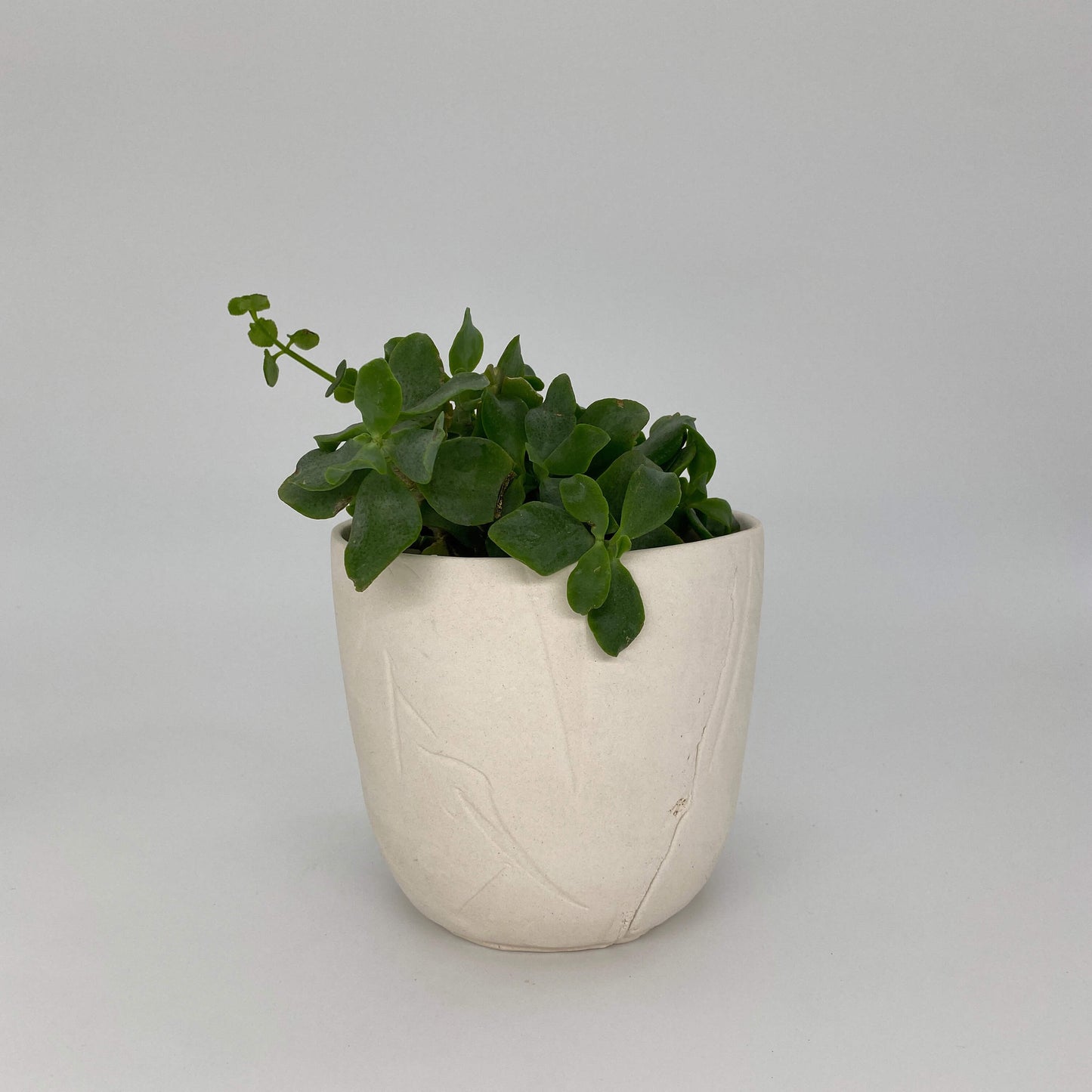 Sand coloured ceramic planter