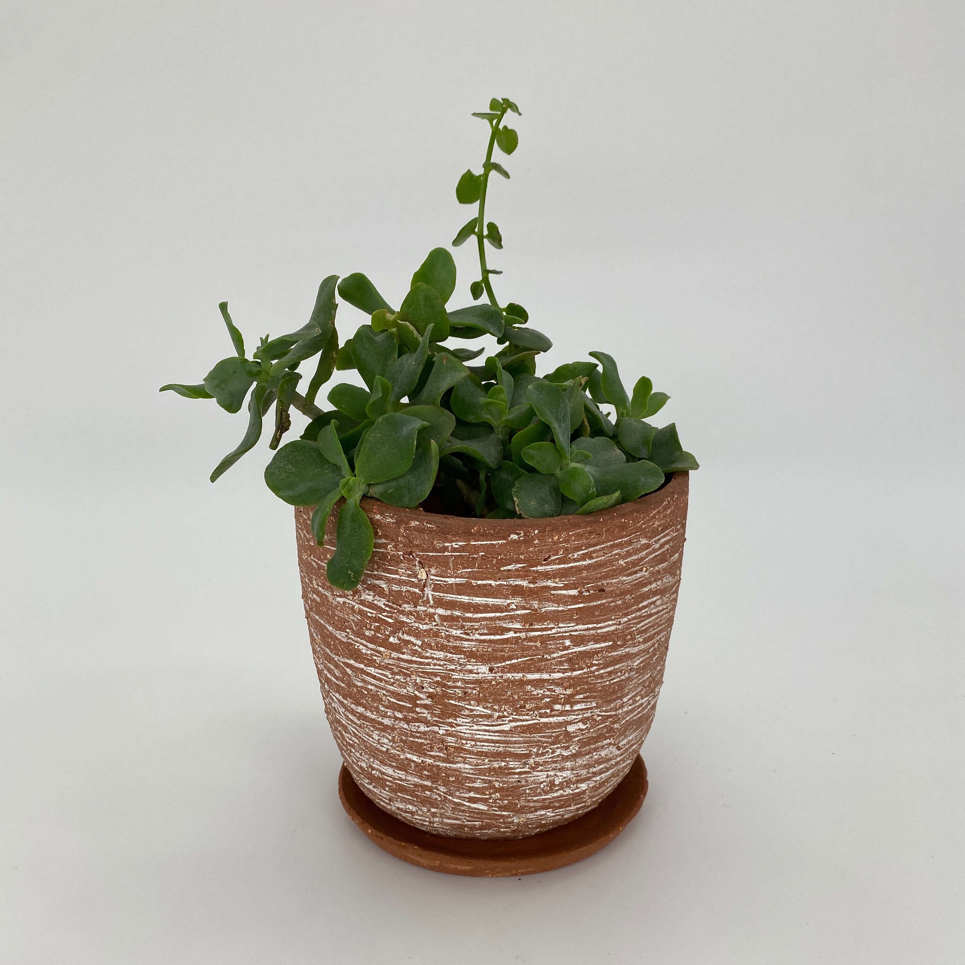 Terracotta ceramic planter with white texture