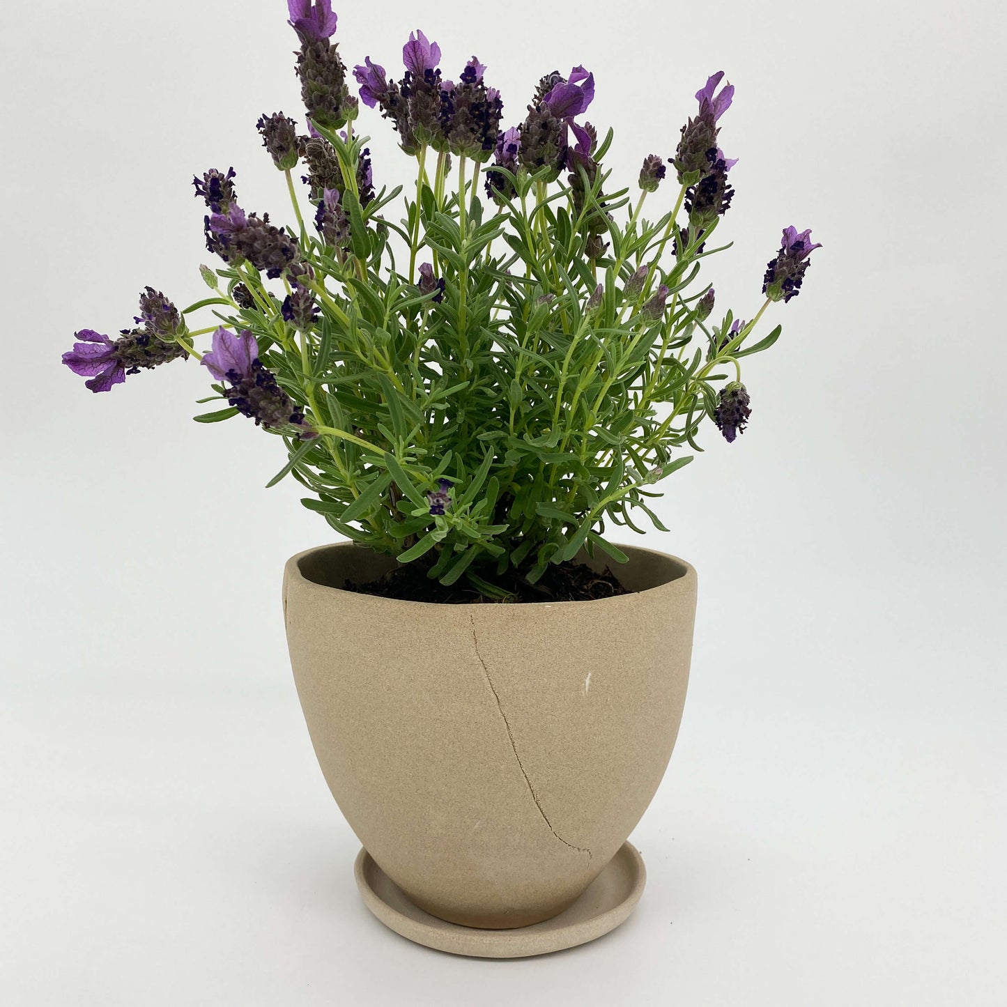 Biscuit Coloured ceramic planter