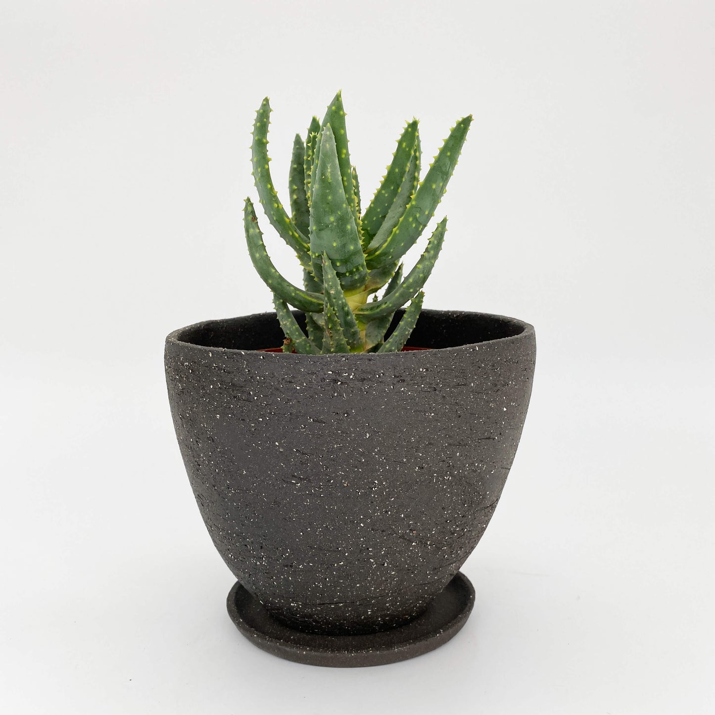 The Olive Planter