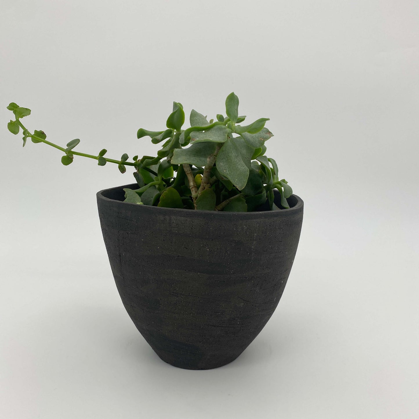 Black ceramic planter