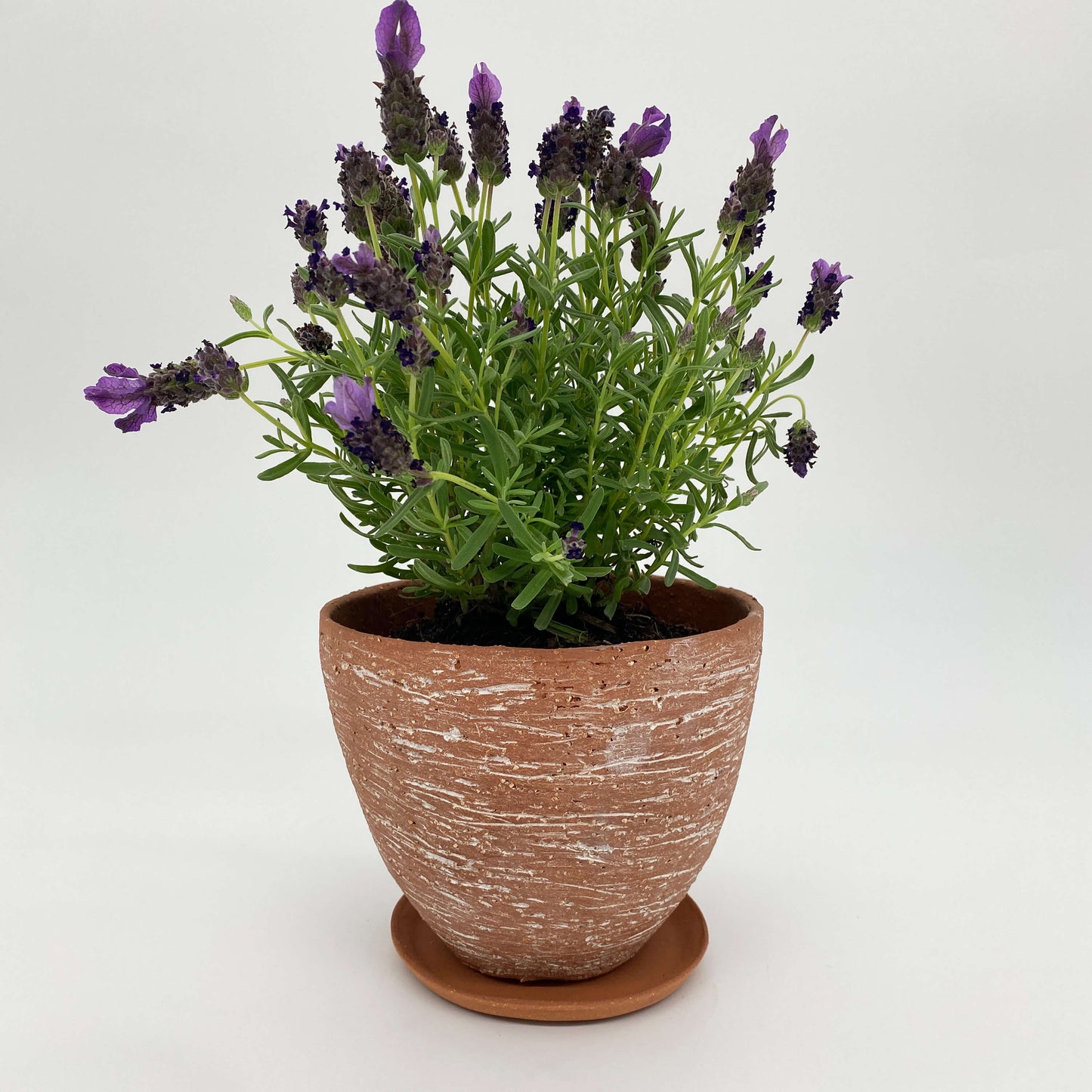Terracotta ceramic planter with white texture