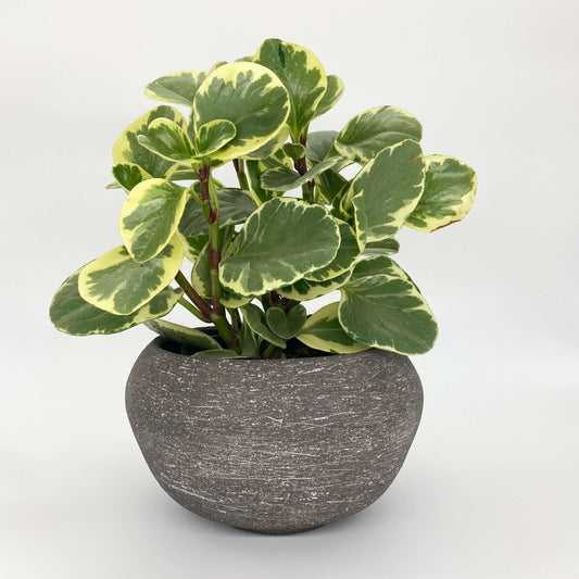 Ceramic planter with black & white texture