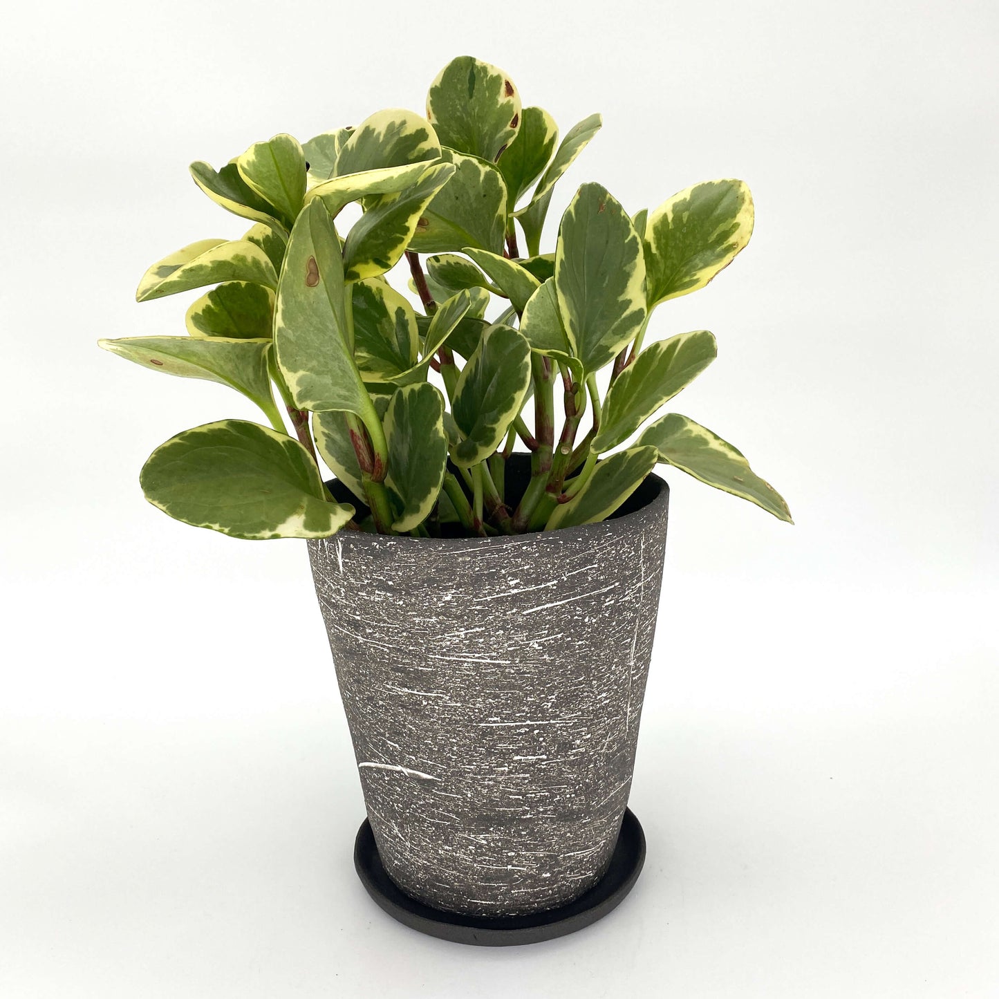 The Rafe Planter