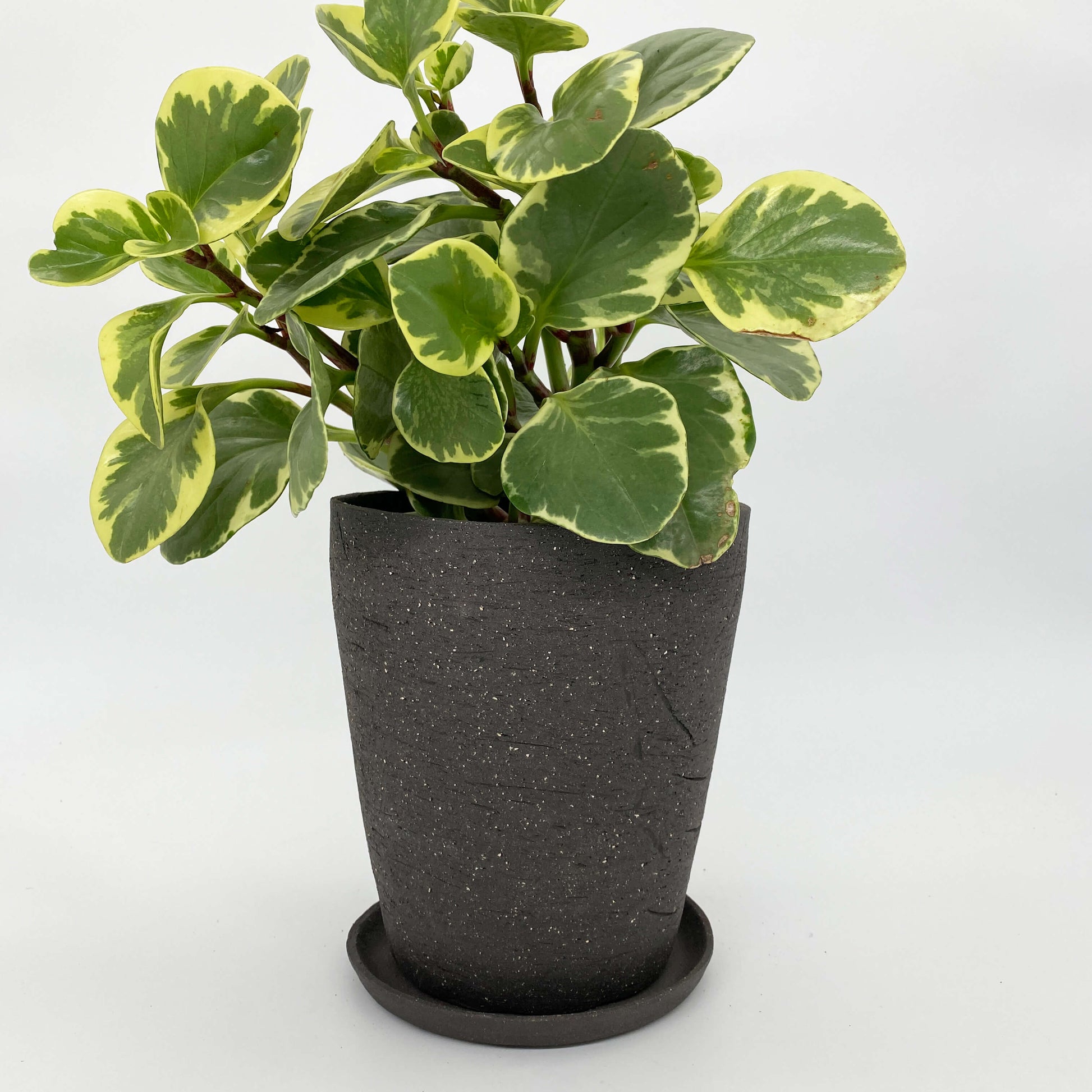 Black ceramic planter with stone texture