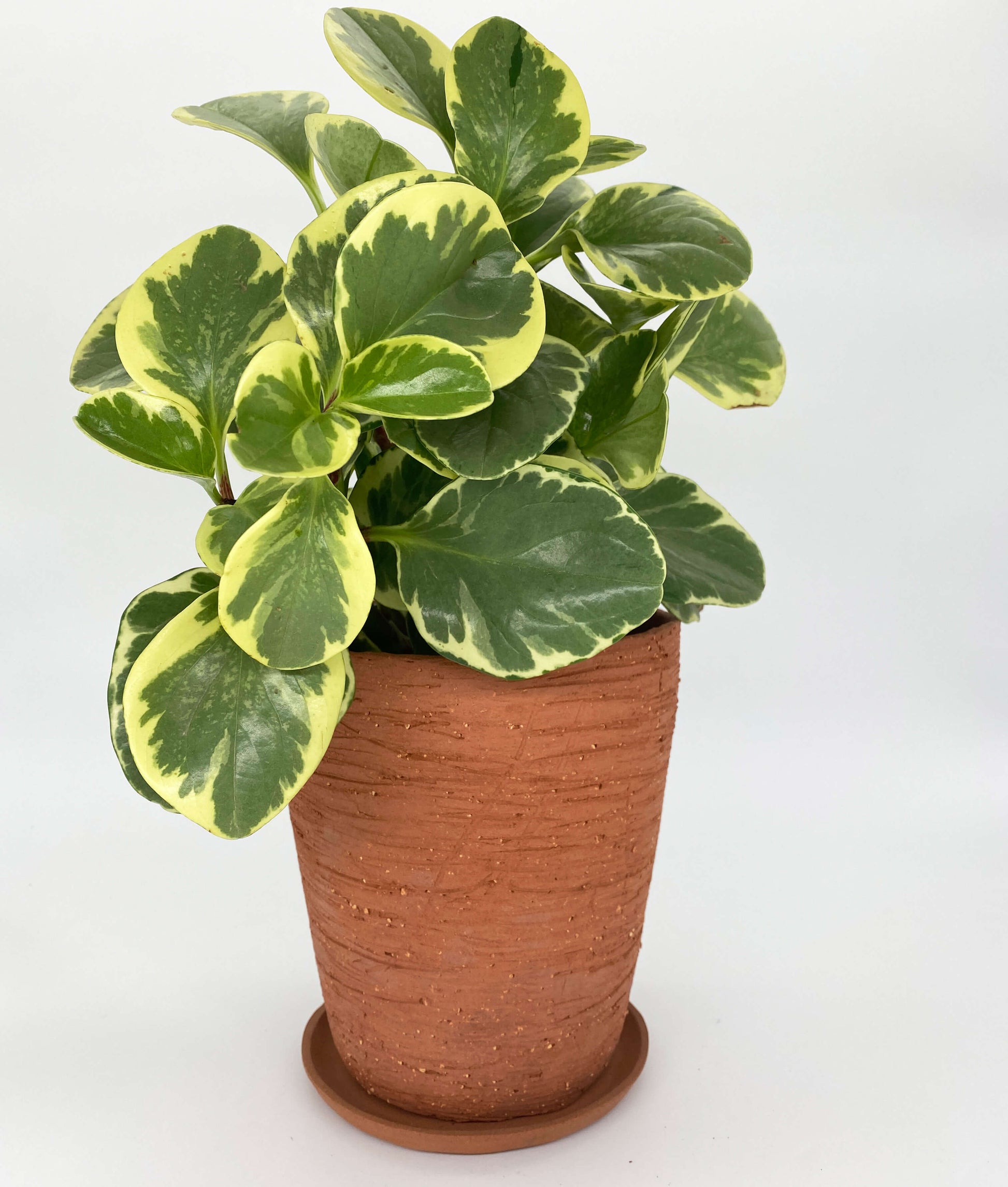 Terracotta ceramic planter