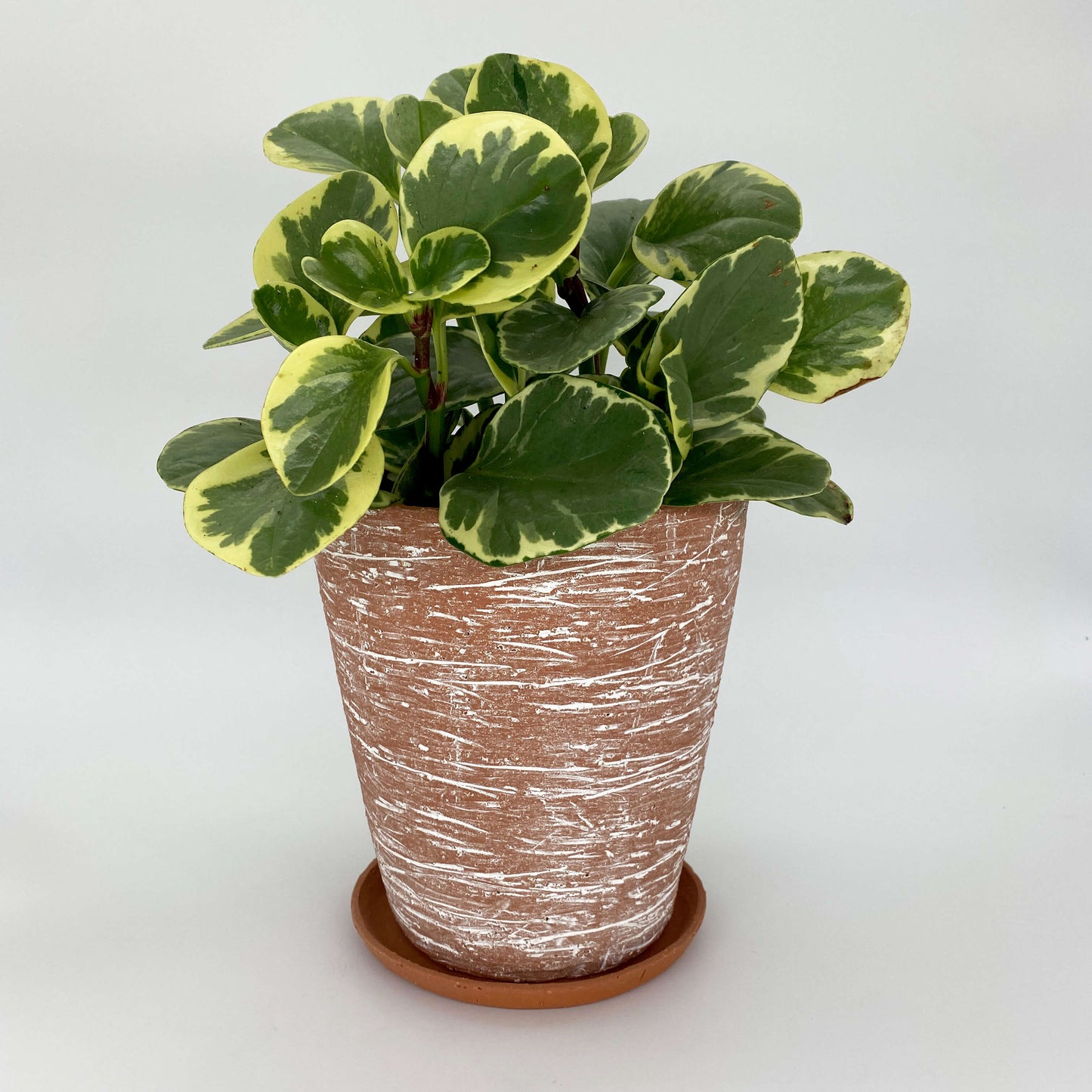 Terracotta ceramic planter with white texture