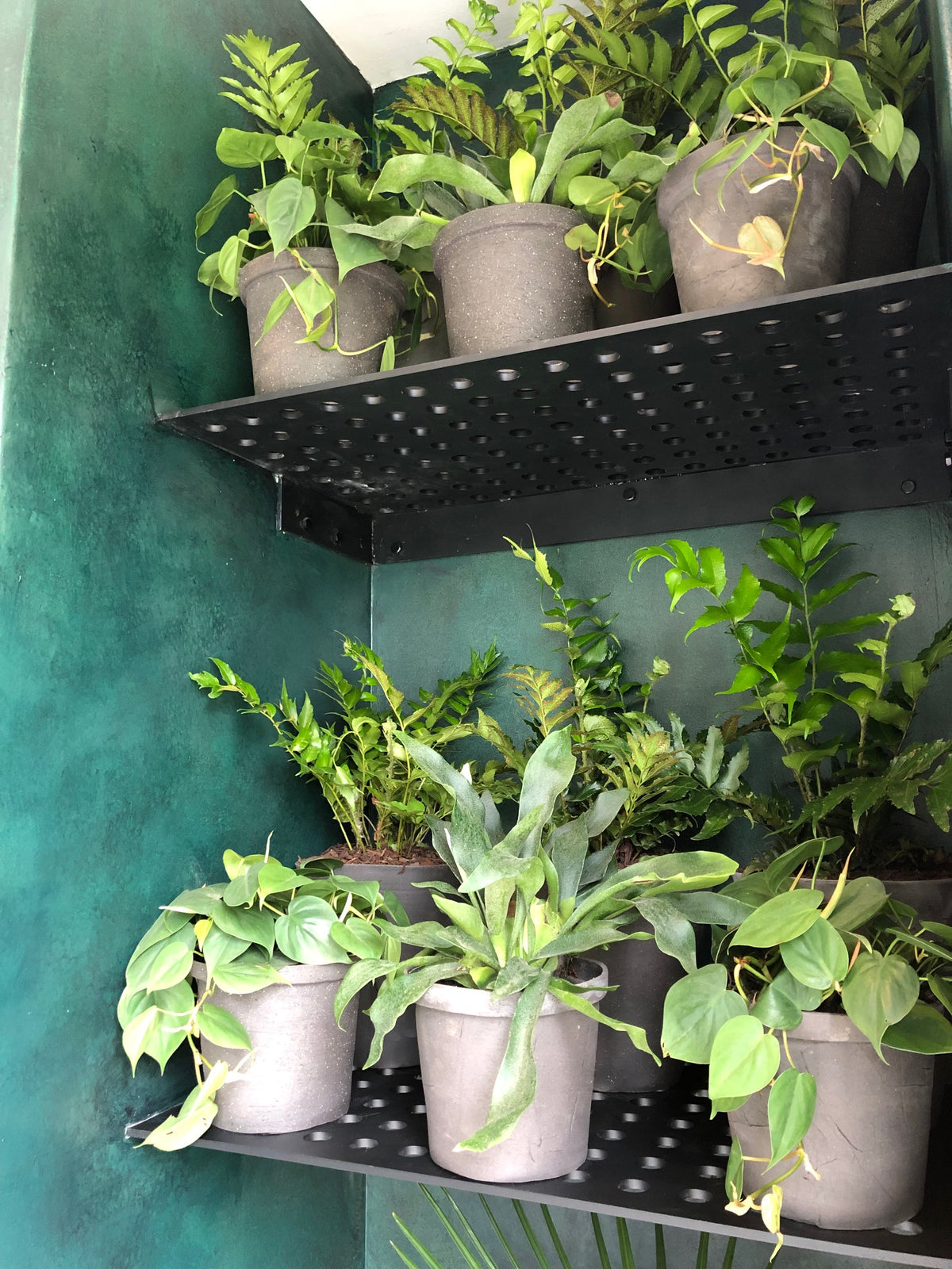 planters