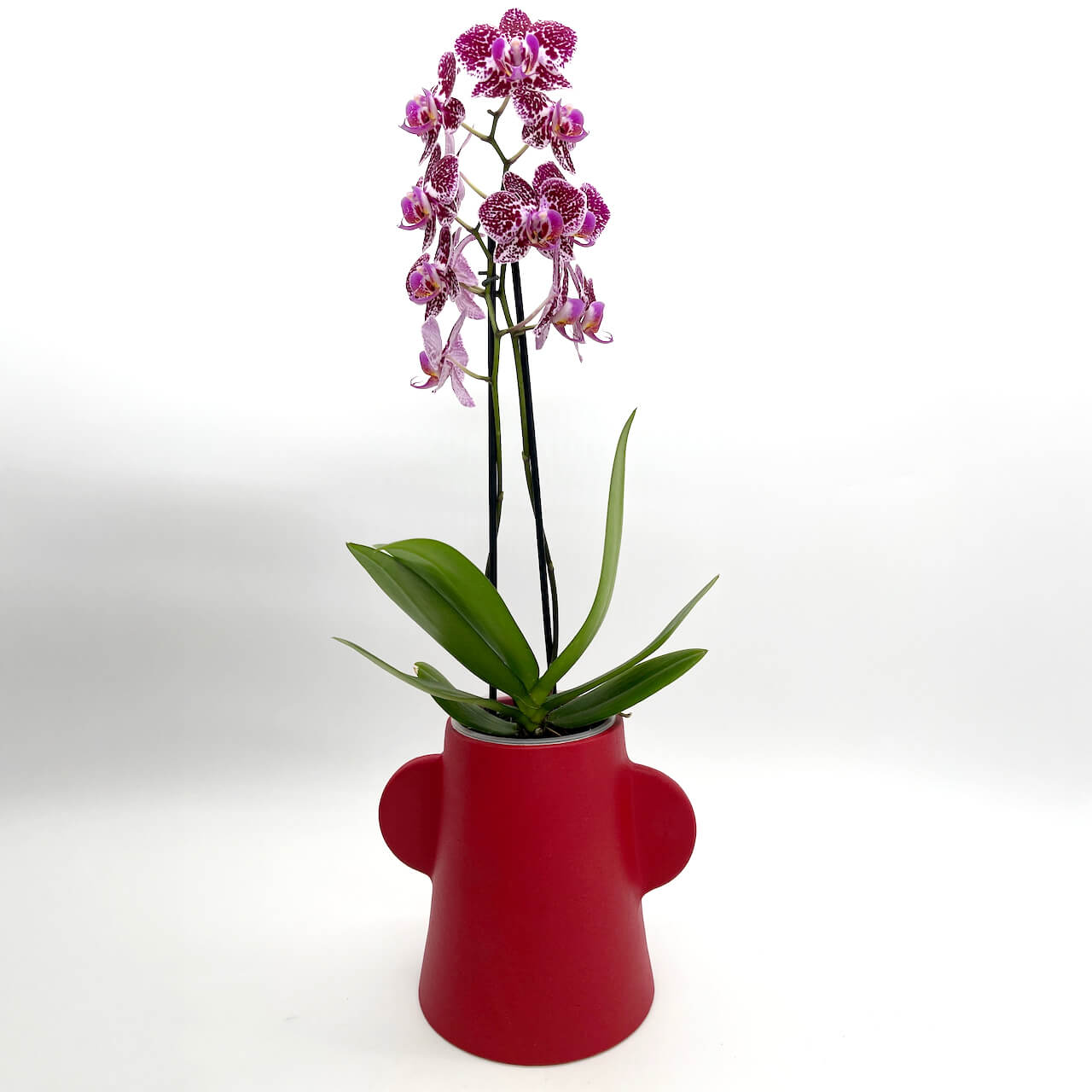 Big Ears Vase - Red