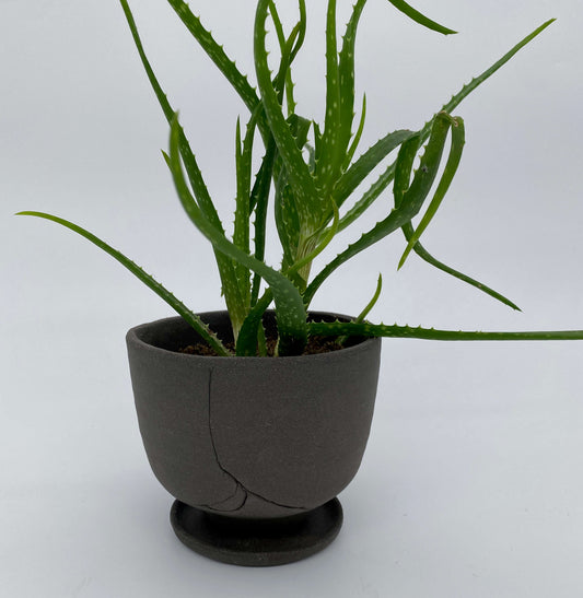 Black ceramic planter