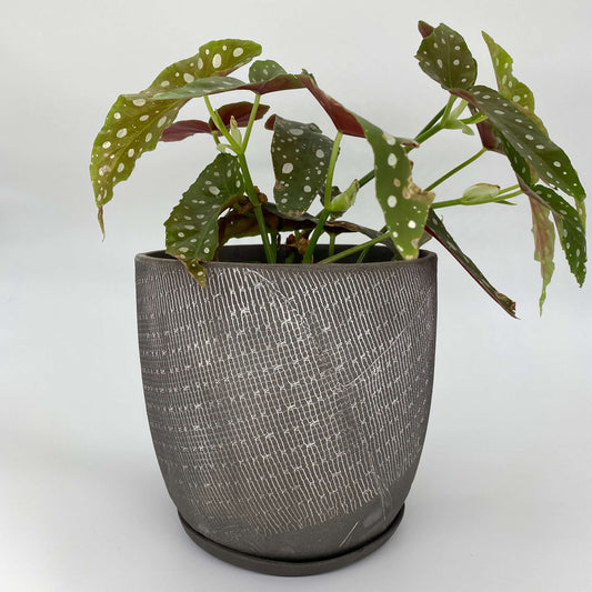 Black ceramic planter with white texture