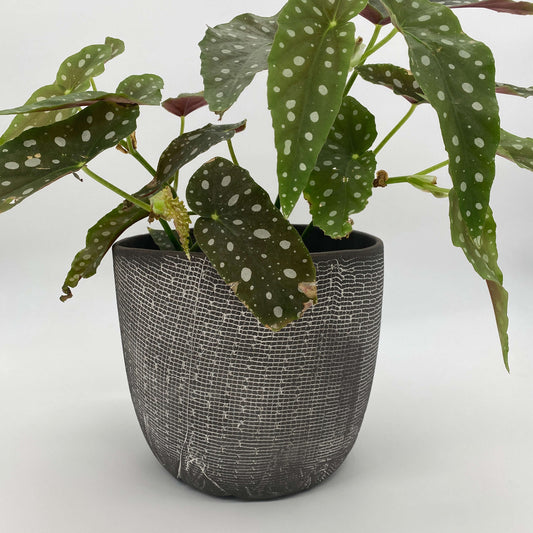 Black ceramic planter with white texture
