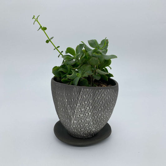 Black ceramic planter with white texture