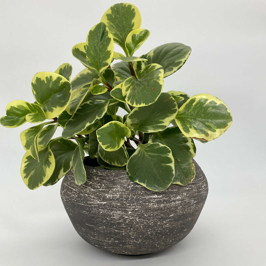 Ceramic planter with black & white texture