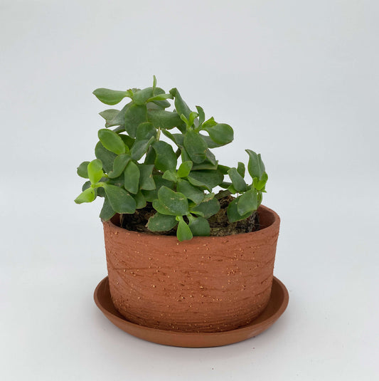 Terracotta ceramic planter