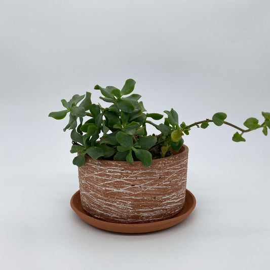 Terracotta ceramic planter with white texture